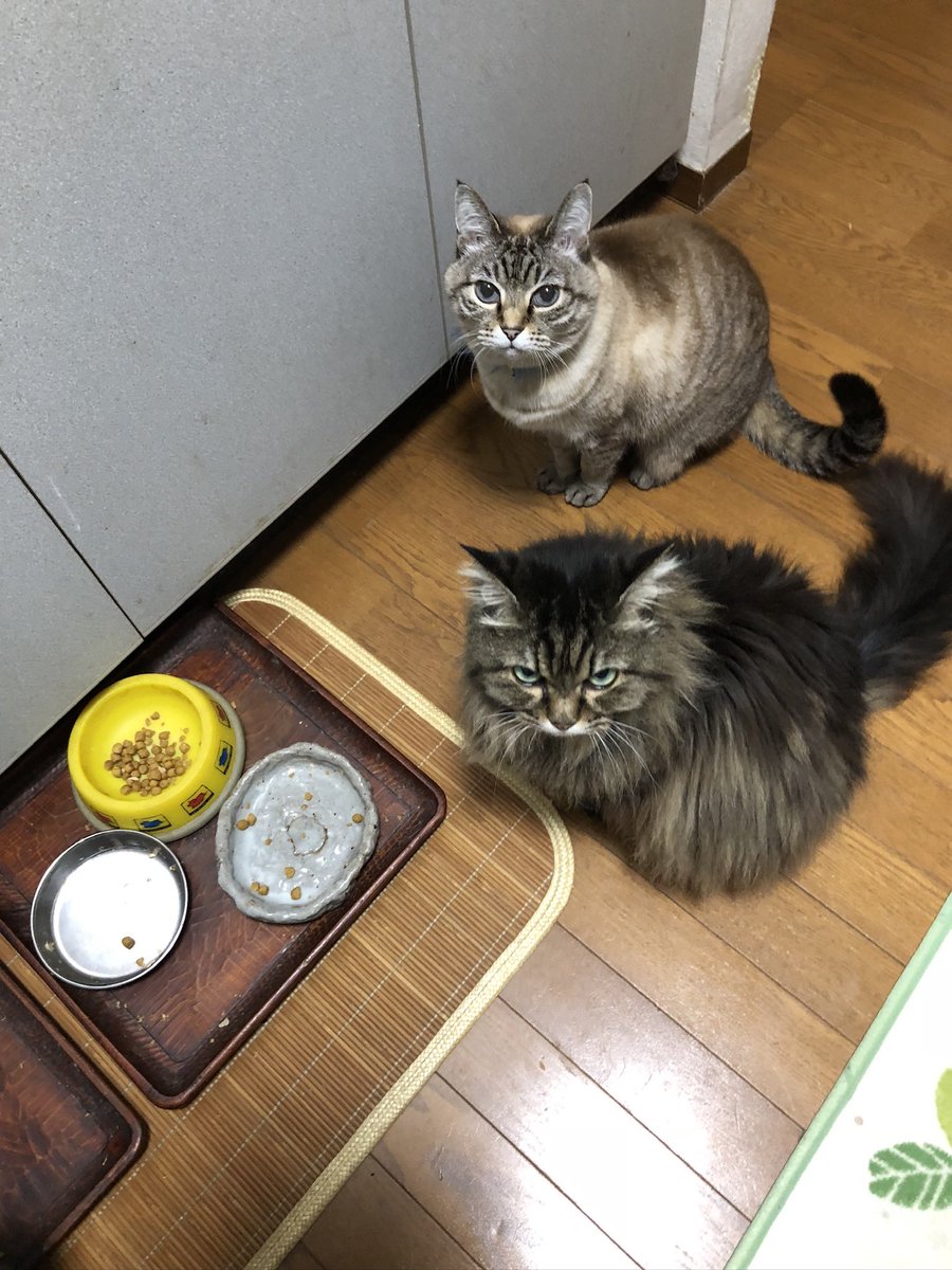 ご飯待ち🍚after5year 仔猫バージョンもアップしてます🐱 #ネコ #猫がいる生活 #多頭飼い #シャムミックス　＃メインクーン ＃cat