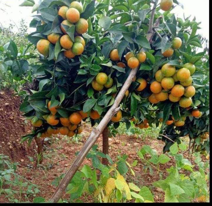 Fruit Trees can be used for Climate Change Mitigation and Adaptation .The case for @MonorTransNZCBO that has established nurseries for the same in Trans-zoia County. @PACJA1 @climate_ke @Environment_Ke @CentreForCommu6 @EnviClimateC_Ke @ClimateActionKE