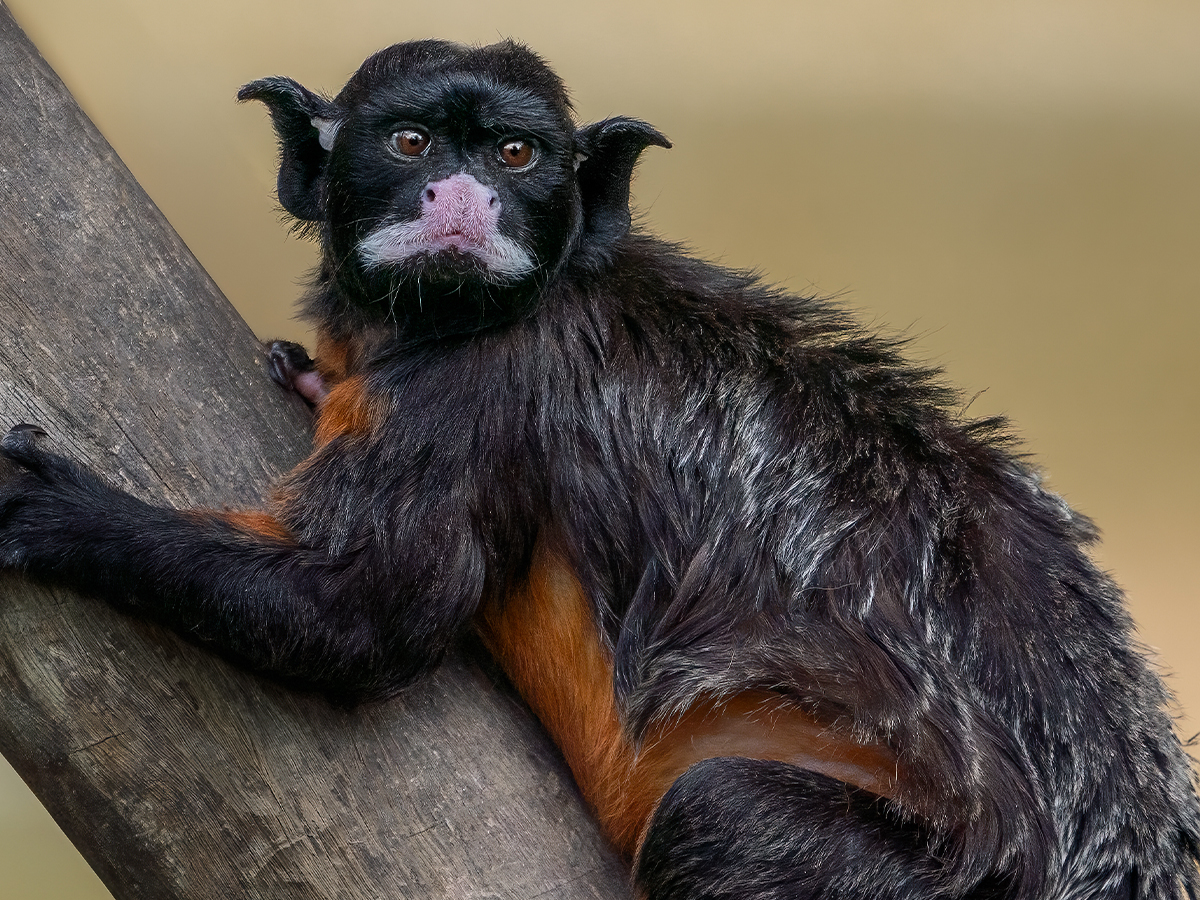 Tamarin species returns after 15 years! We are excited to announce the return of white-lipped tamarins to Colchester Zoo after 15 years! Read full story here 👉 ow.ly/R3I350ReWmC