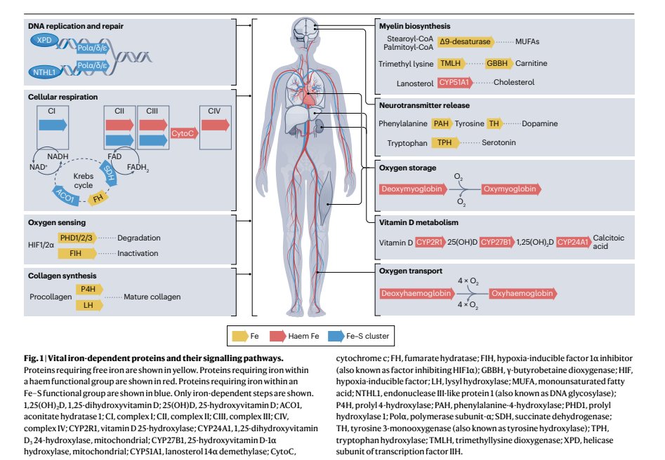 rksanti's tweet photo. 💯🫀Excelente revisión de Nature Cardiology-2024 En Deficiencia de hierro y suplementación en insuficiencia cardíaca.🫀✅
✳️Puntos clave del Artículo.
1️⃣La deficiencia de hierro no anémica (NAID) es un objetivo estratégico en la medicina cardiovascular https://t.co/c1wmxdIGkM