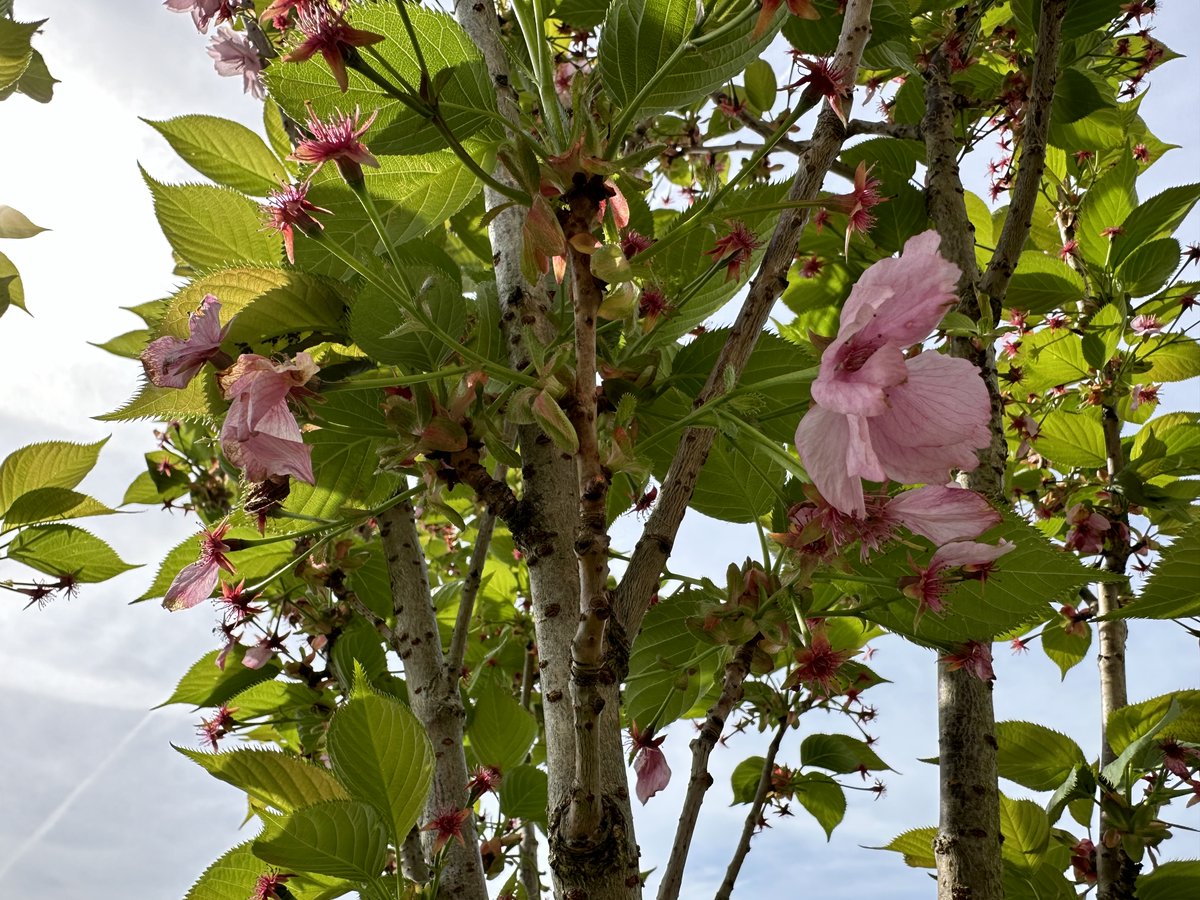 Diolch - どうもありがとう to Japanese Amb. Hayashi for inviting me to @JapanUKSakura celebrations in Sain Ffagan today. More than 1000 of these beautiful trees have now been planted in Wales; a symbol of the long lasting friendship between Cymru and Japan 🏴󠁧󠁢󠁷󠁬󠁳󠁿🤝🇯🇵