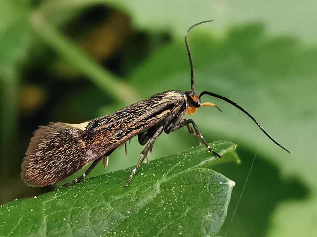 Also seen as we walked down OWL ~ a stunning Esperia sulpherella (Sulphur Bark Moth). I've seen a couple on the heath recently but this one was outrageously co-operative... A micro moth of hedgerow & lanes, I'm not sure Lynnette & I have seen one this well👌 #cleymothobs