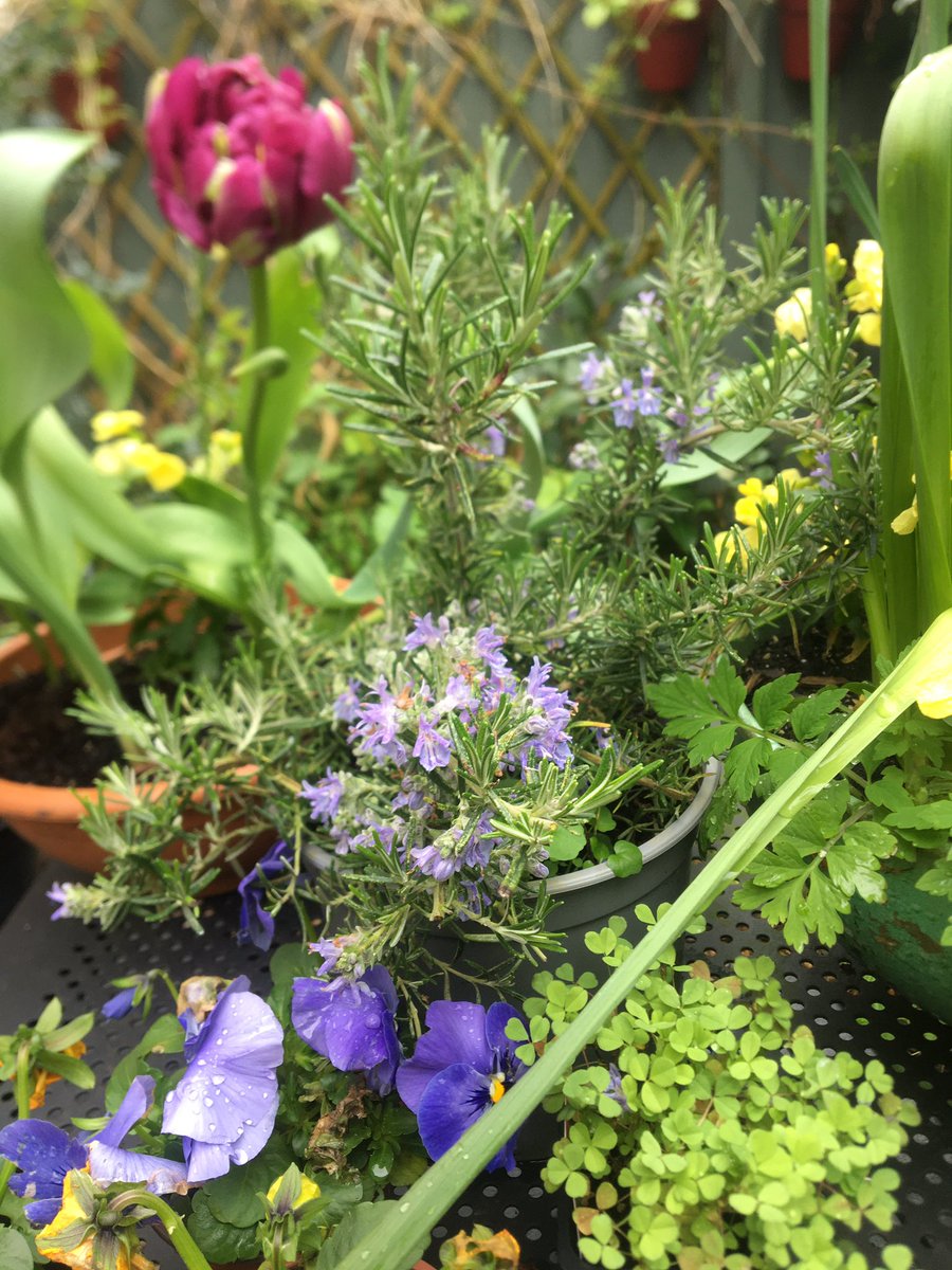 So much happening in the garden but my phone is blurring distance images for some reason! 💛💜💚