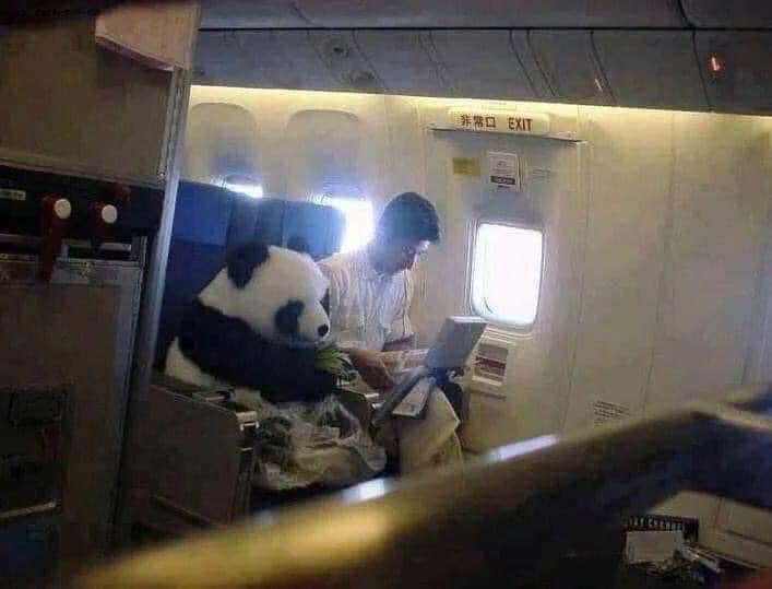 This baby panda was sent from China to Japan as an ambassador for the friendship between the two countries. On the flight, instead of being locked in a cage under the animal compartment, the bear was instead sitting in the passenger cabin, with his caregiver, wearing a seat belt,