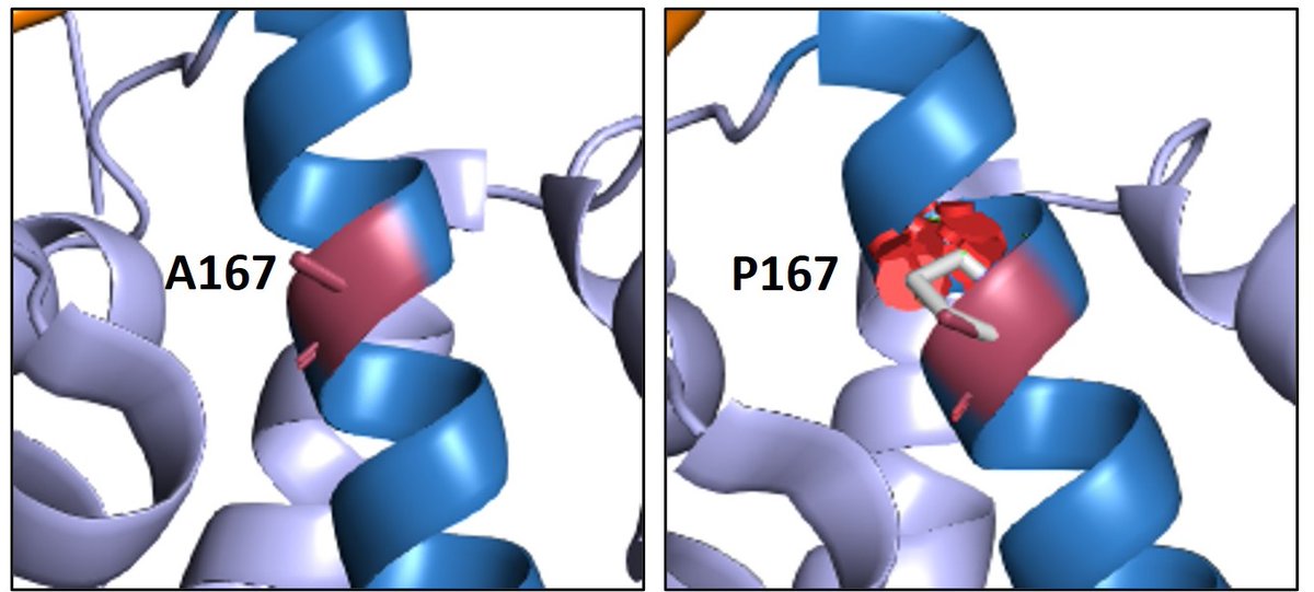 #ArticleinPress- In vitro functional analyses can aid precision diagnostics of HNF1B-MODY. Authors from @medofak_uib (@UiB), @UMmedschool🐢, @UPMCPathology and the @US_FDA. #OpenAccess text: jmdjournal.org/article/S1525-…