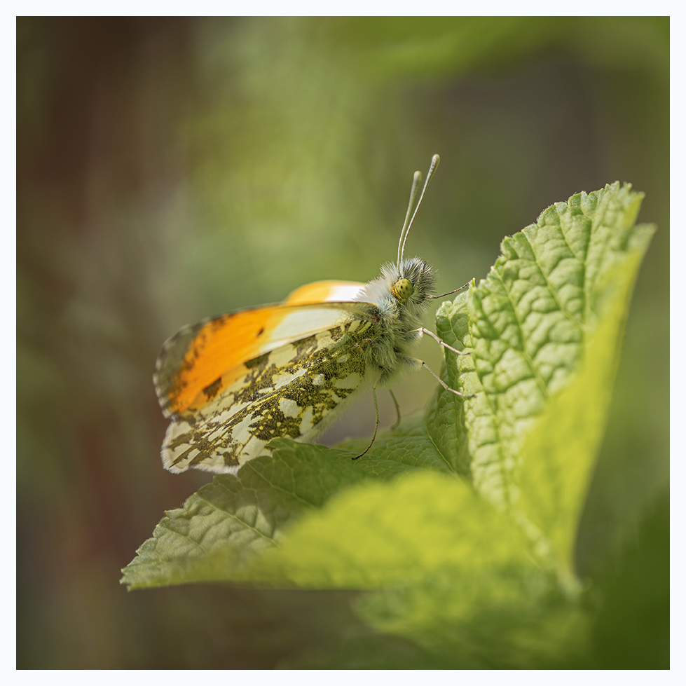 Met my first Orange Tip of the year in the year in the garden on my lunch break today.