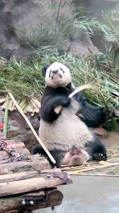 can’t. just learned about this panda that grimaces when she breaks bamboo because she had no panda teachers and noticed humans making that face every time they broke some bamboo for her.