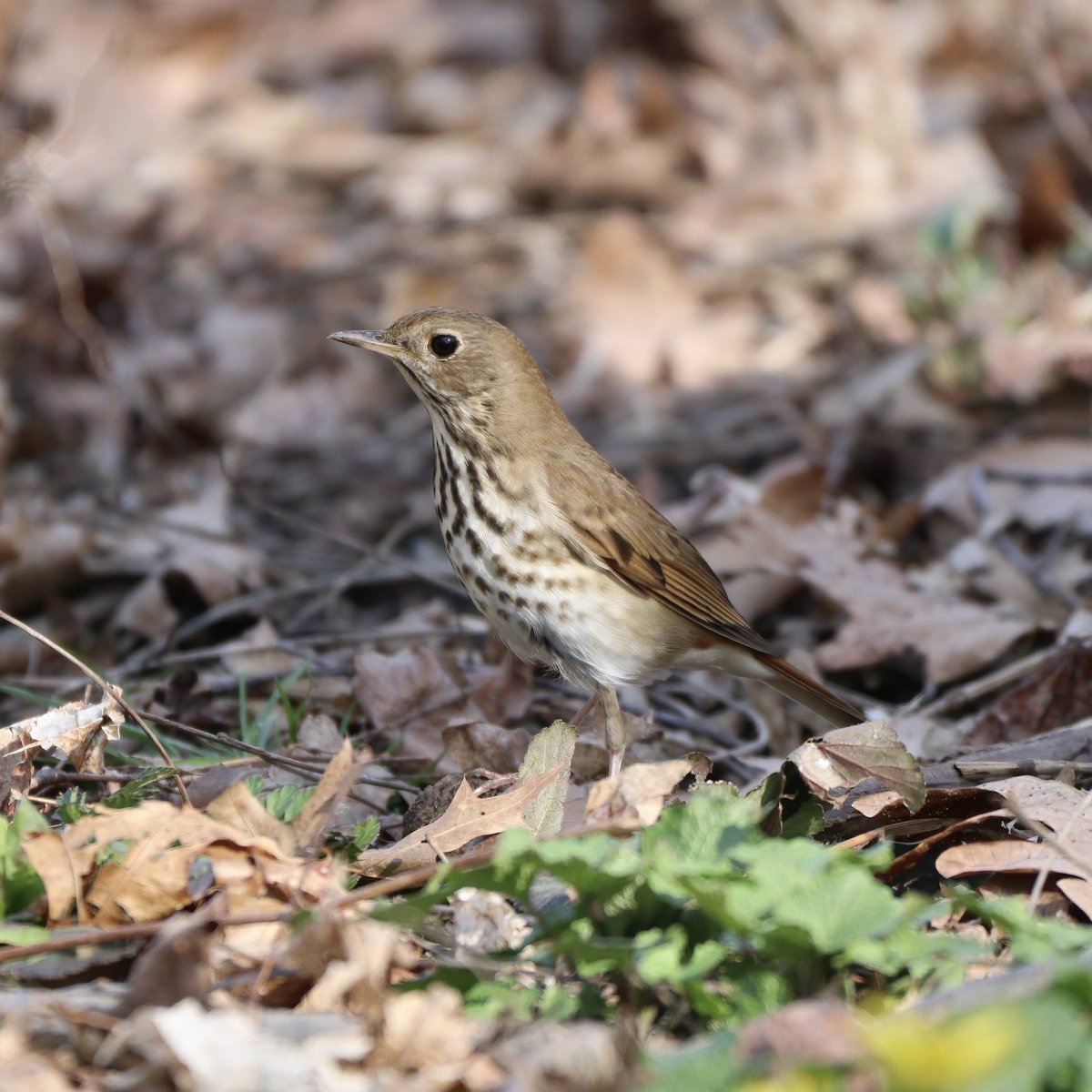 these fellas are competing with our robins for most secretive aloof bird 
#birds #birdcpp #hermitthrush