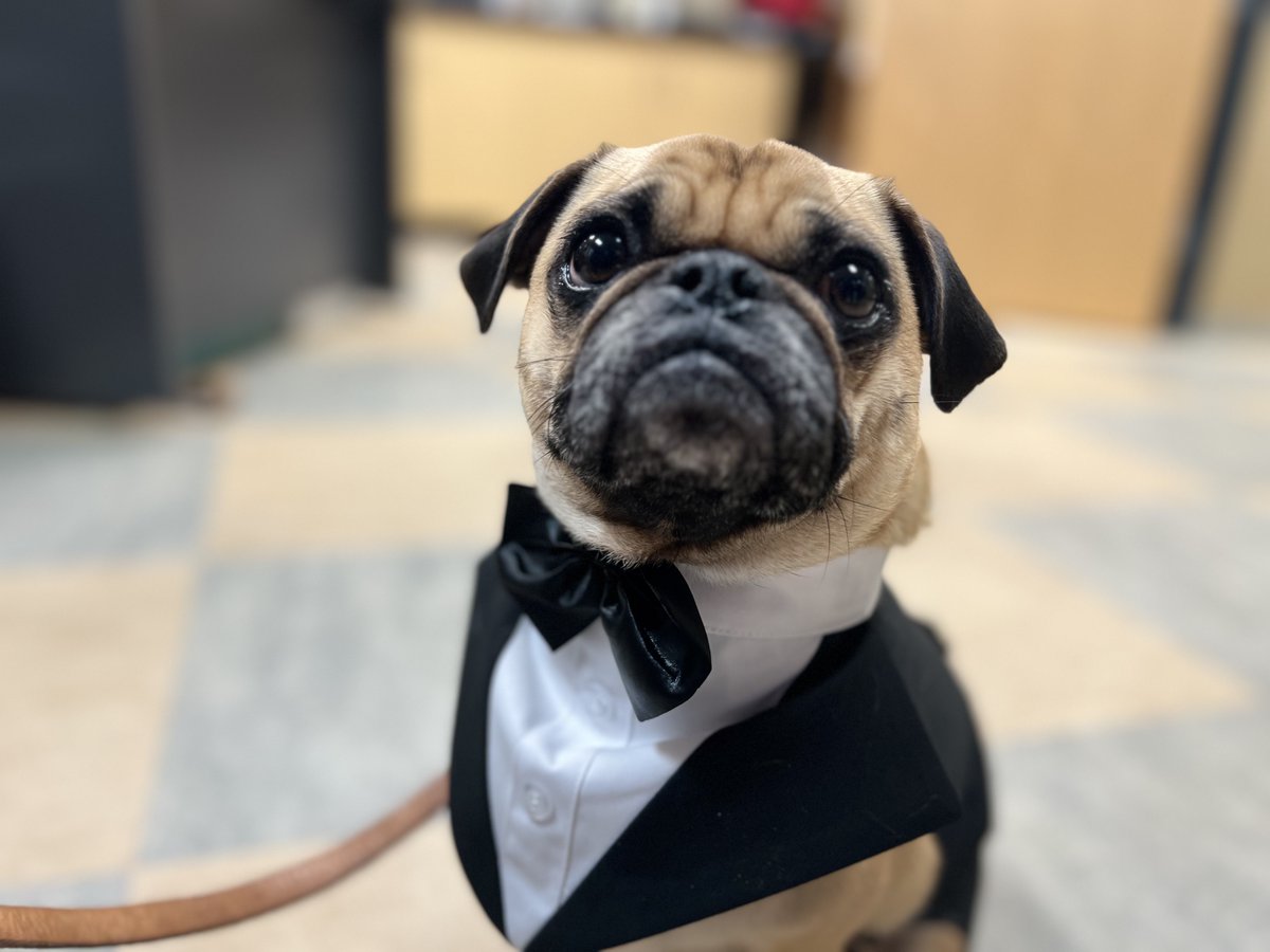 Valley Center High School therapy dog, Nugget, won't be able to go to prom tomorrow, so he wore his tuxedo to school today! 
Follow tomorrow's prom highlights here:
Red Carpet: (live @ 7:30 p.m.) - youtube.com/watch?v=8EJijn…
Coronation: (live @ 10:00 p.m.) - youtube.com/watch?v=JVYoPL…