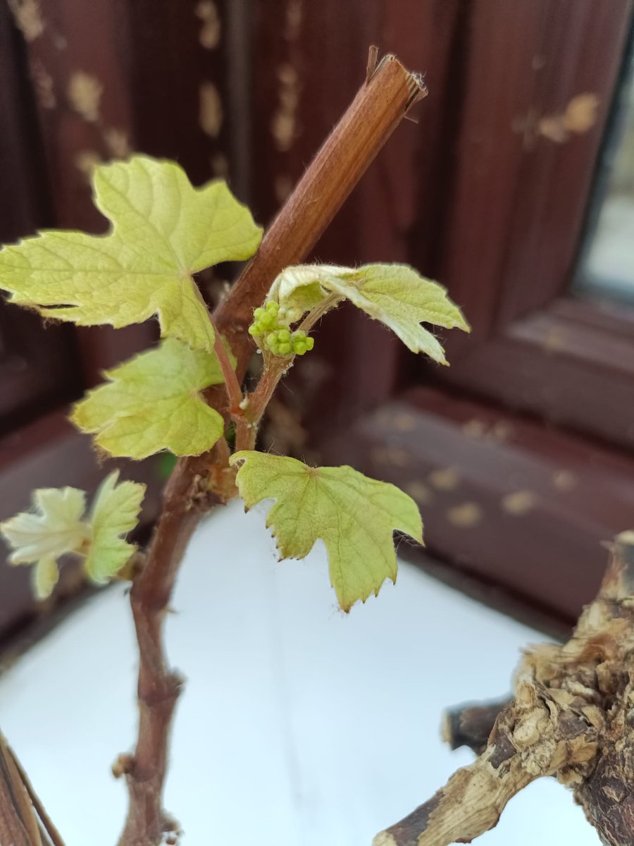 Our baby grapes are starting to grow🍇........does that mean summer is on the way?☀️ #Conwy #dogfriendly #northwalessocial