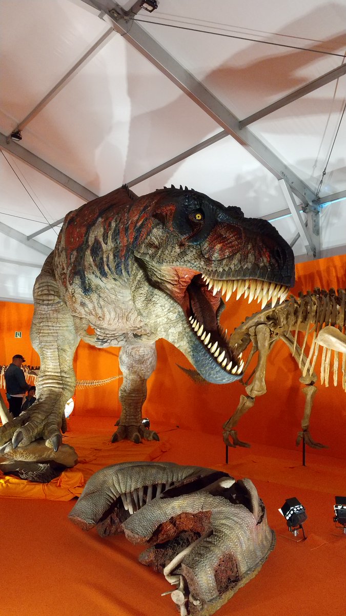 今日は、お台場のフジテレビで開催している「オダイバ恐竜博覧会2024 」に行きました！
目玉であるスピノサウルスの実物大ロボットは迫力がありました！
他にも福井県で、発見された恐竜達も展示されいました！