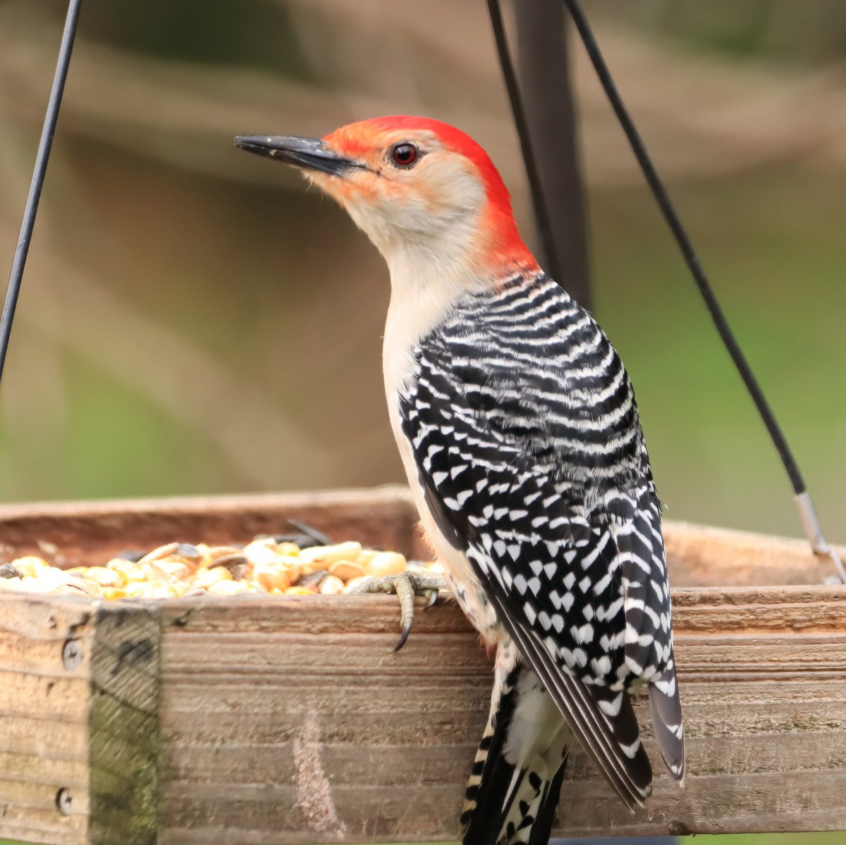 Such a beauty! ❤️🤍🖤
#suchabeauty #handsome #redbelliedwoodpeckers
#redbelliedwoodpecker #redbelliedwoodpeckers #woodpeckers #woodpecker #ohiobirdworld #birds  #ohiobackyardbirding #backyardbirding #beautiful #backyardvisitors #ohiobirds #backyardwonderland #birdsoftheworld