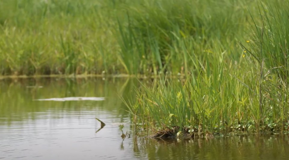 LoireBretagne's tweet photo. Dossier du mois #Biodiversité
👉En #Sologne, le @CenCentreLoire a acheté une #zonehumide de 80 ha, en 2018.
🐸Objectif : restaurer et gérer 23 #mares historiques, pour augmenter les habitats, et suivre l’évolution des populations d’amphibiens
▶️https://t.co/aKzn7tlpLr https://t.co/EEvNOc1FPV