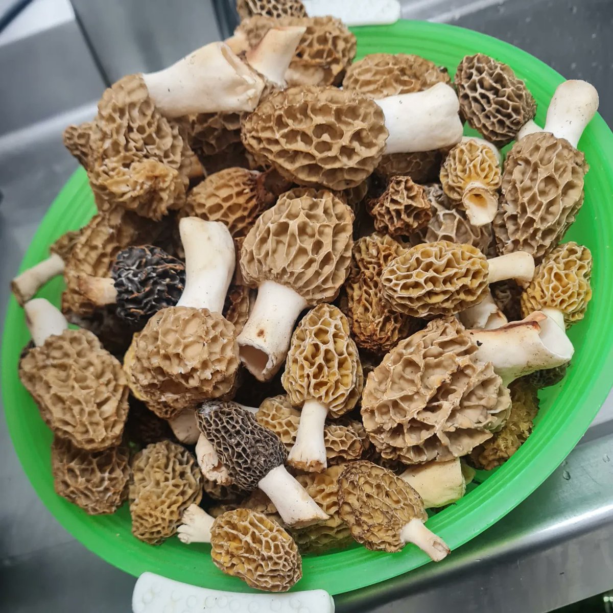 reccapolis's tweet photo. Plat temporal fins a final existències . Murgules . Que si amb crema,que sí amb espàrrecs frescos. Quin vols?. 🤣 aaaahhh  els dos que així faig foto📸. Ahhh i perquè t encanten. Dons apa. Bon profit. On sinó #femelquemengeu #reccapolis25anys #ripoll https://t.co/las15WmnPz