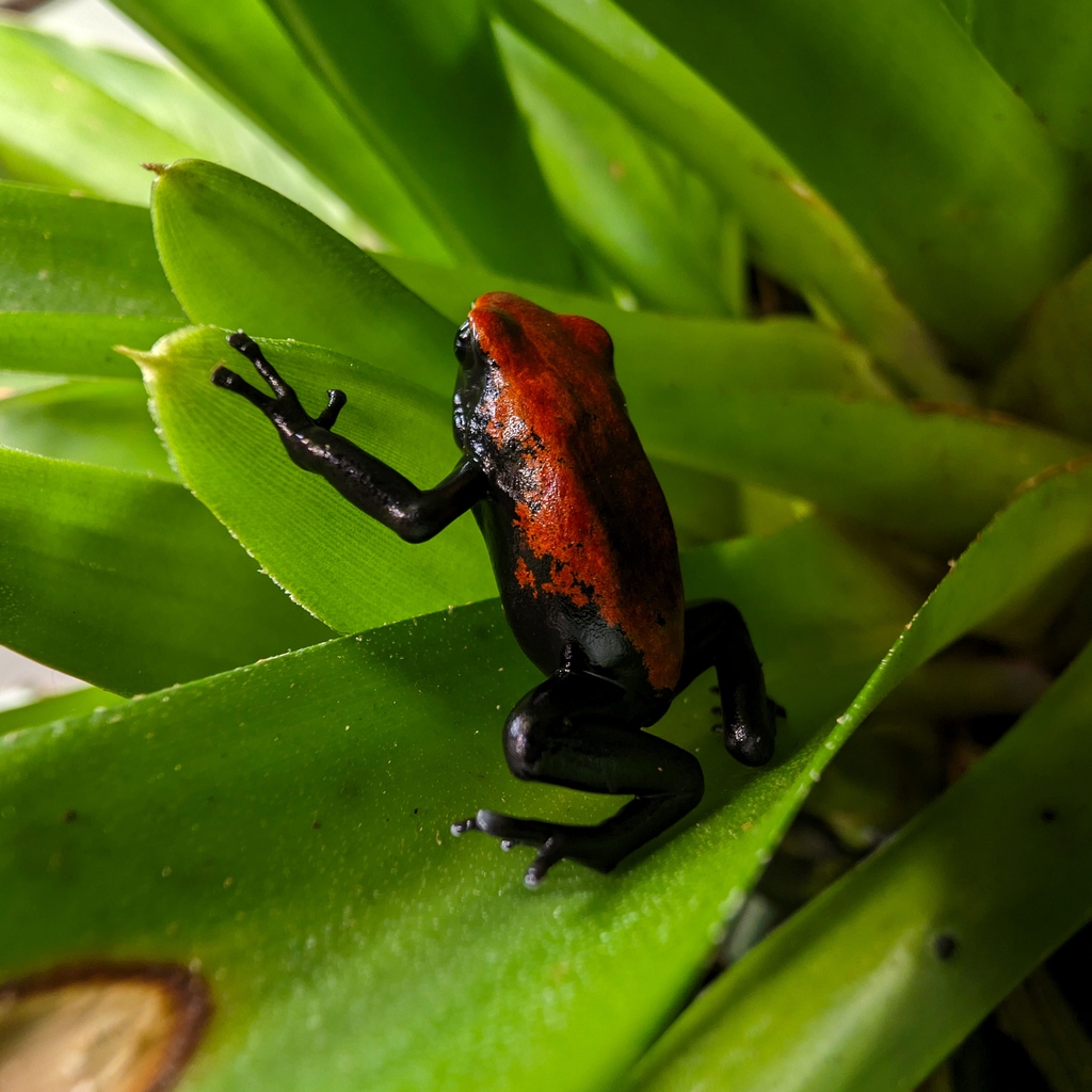 A Splashback #FlashbackFriday!

Taken earlier this year, this photo of one of our Splashback Poison Frogs (Adelphobates galactonotus) is getting us in the mood for upcoming #FrogFriday summer shenanigans!

#Adelphobates #PoisonFrog #PoisonousFrog #Frog #Frogs #Anura
