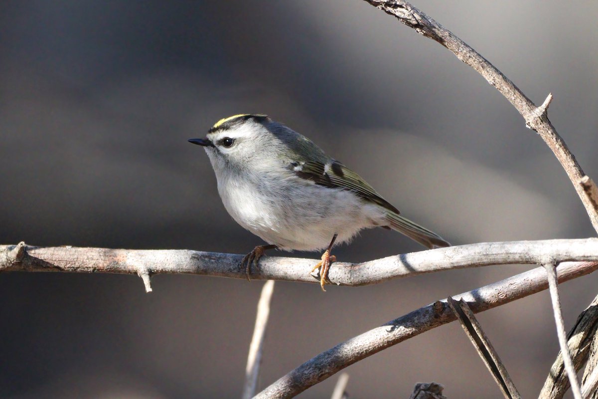 “thin, wiry, ascending ti-ti-ti, followed by tumbling chatter.” 😬
#goldencrownedkinglet #birds #birdcpp