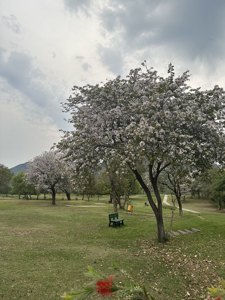 What is the name of these flowers?#Islamabad