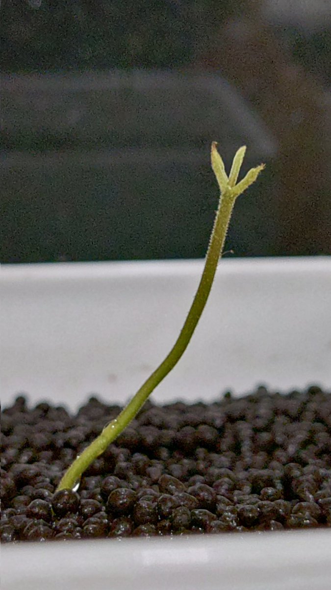 9ma_56's tweet photo. プリンカップで覚醒した紫龍さん
🌱葉っぱが出てきたよ
ヒョロいけどちゃんと育ってます✌️
廬山昇龍覇ぁぁ!!!
ってやってる感がある😆
#ドラゴン紫龍観察記
#Dimocarpuslongan
#ロンガン
#リュウガン https://t.co/ssc7oSj0Ek