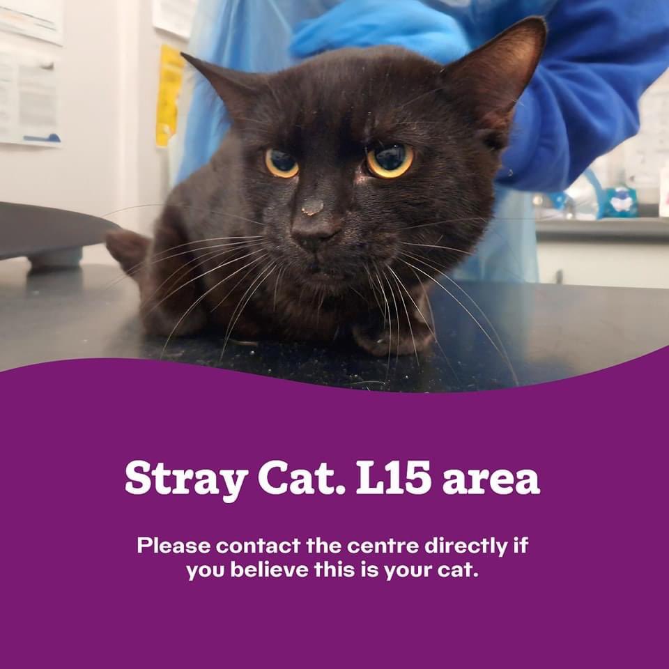 Do you recognise this cat? 🆘 Male cat handed into our care today. Found L15 area, not neutered or chipped. Call 03000 120612 or email enquiries@warrington.cats.org.uk if you believe to be yours or you know the owner. #CatsOnTwitter #CatsOnX #LostCat #FoundCat #MissingCat