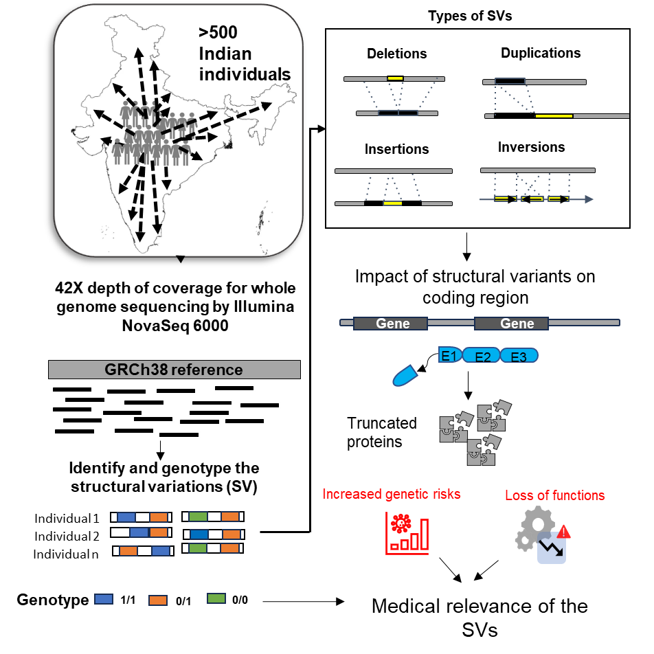 🚨#Publication alert
Exciting wrap-up to the week!

🧬'Landscape of genomic structural variations in Indian population-based cohorts: Deeper insights into their prevalence &amp; clinical relevance' from <a href="/BratatiKahali/">Bratati Kahali</a>'s lab is now available on <a href="/HGGAdvances/">Human Genetics and Genomics Advances</a> 

📑cell.com/hgg-advances/f…