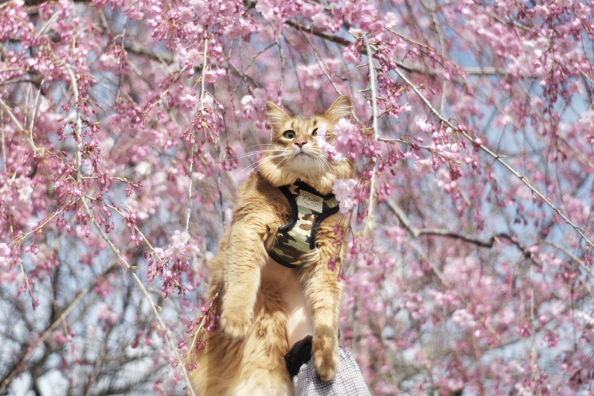 タルとさくら
#猫のおもちゃ #猫じゃらし #猫 #cat  #ソマリ #ソマリルディ  #子猫 #猫写真  #cattoy #cattoys #さくら　#桜