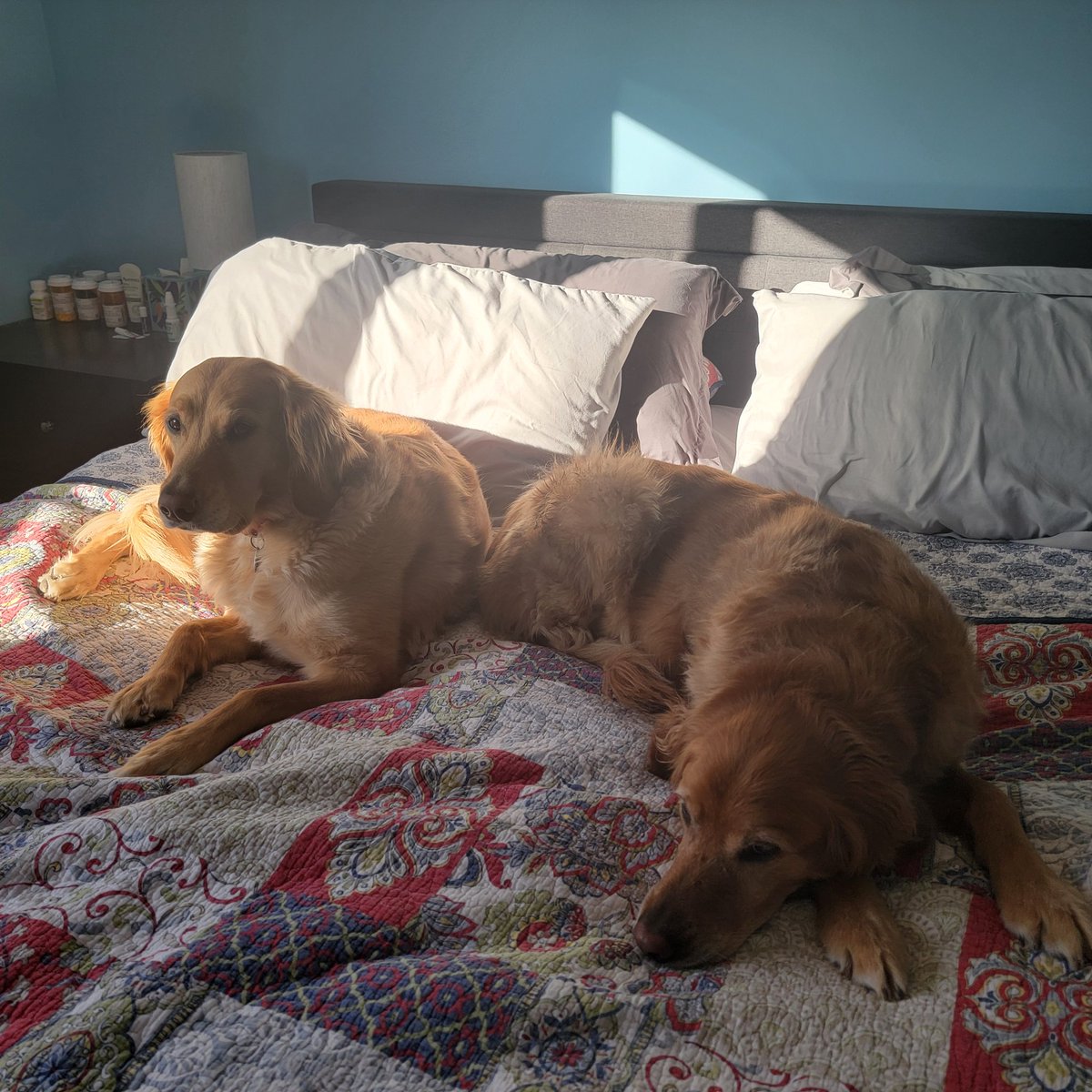 We wish momma could stay home from work & snuggle with us! #Goldens ♥️♥️