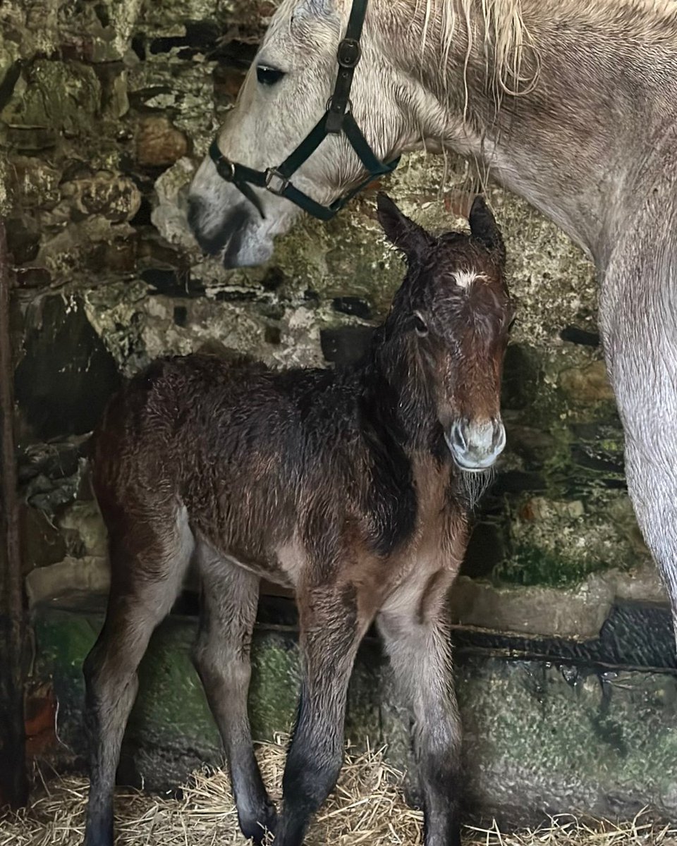 We are delighted to share another wonderful update from our Connemara 'Peaceful' herd👏 'Coosheen Julie', fondly known as Julie, welcomed a beautiful colt foal this morning. Both mare and foal are glad to be in from the rain & are doing well!