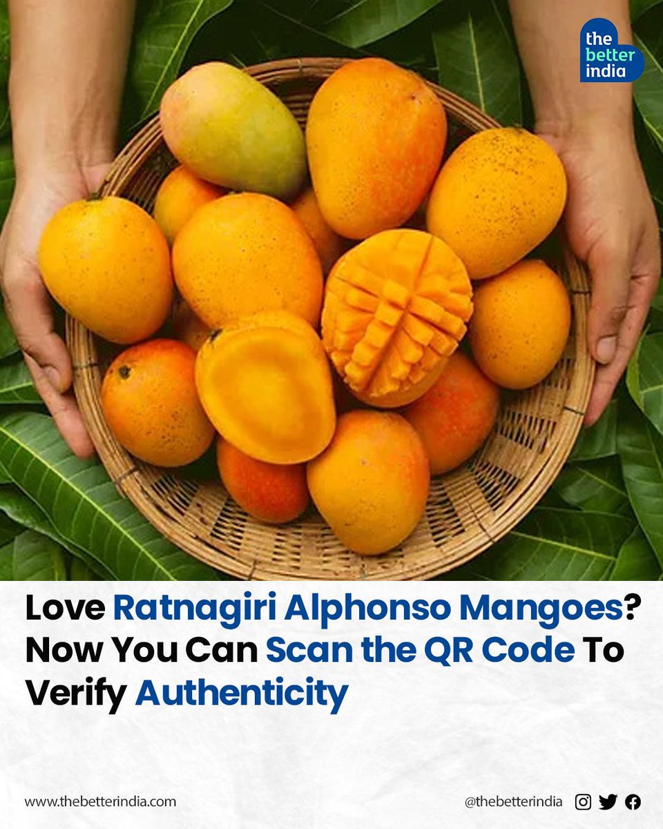 Mango enthusiasts, rejoice! 

#Alphonso #Mangoes #RatnagiriMangoes #MangoSeason #Maharastra #SummerSeason #RatnagiriAlphonso

[QR code, Ratnagiri Alphonso, Summer Season]