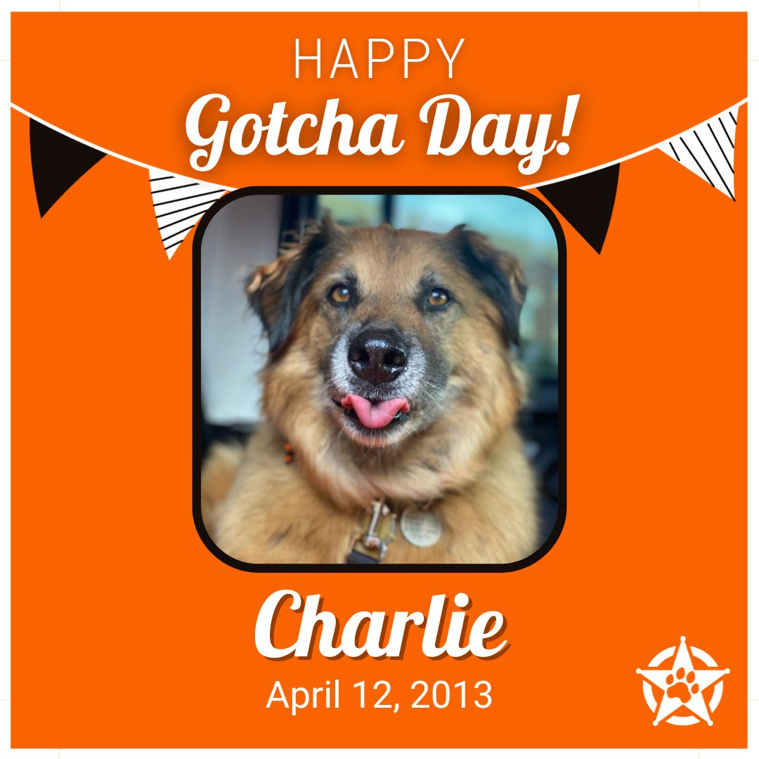 Happy Yappy Gotcha Day, Charlie!  This boy has served since Fall 2013 and is one of three remaining original dogs from Class 1.  We hope you have the best day, Char Char.  Thank you for your service to #okstate

#pettherapy