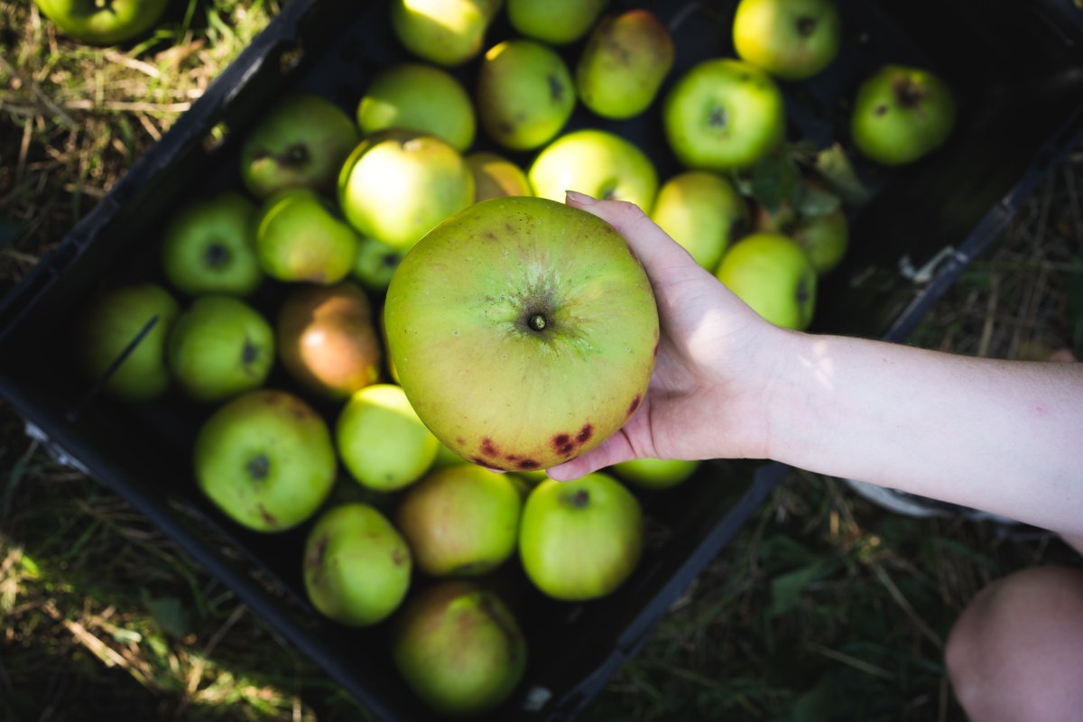 Want to learn where to pick free fruit in NW London & find out more about setting up a local fruit harvesting group? @SufraNWLondon is working with Michael Stuart to help make this a reality. Next meeting Tues 23 April. Sign up 👉: bit.ly/3xqxhhh 📷 Cal Holland