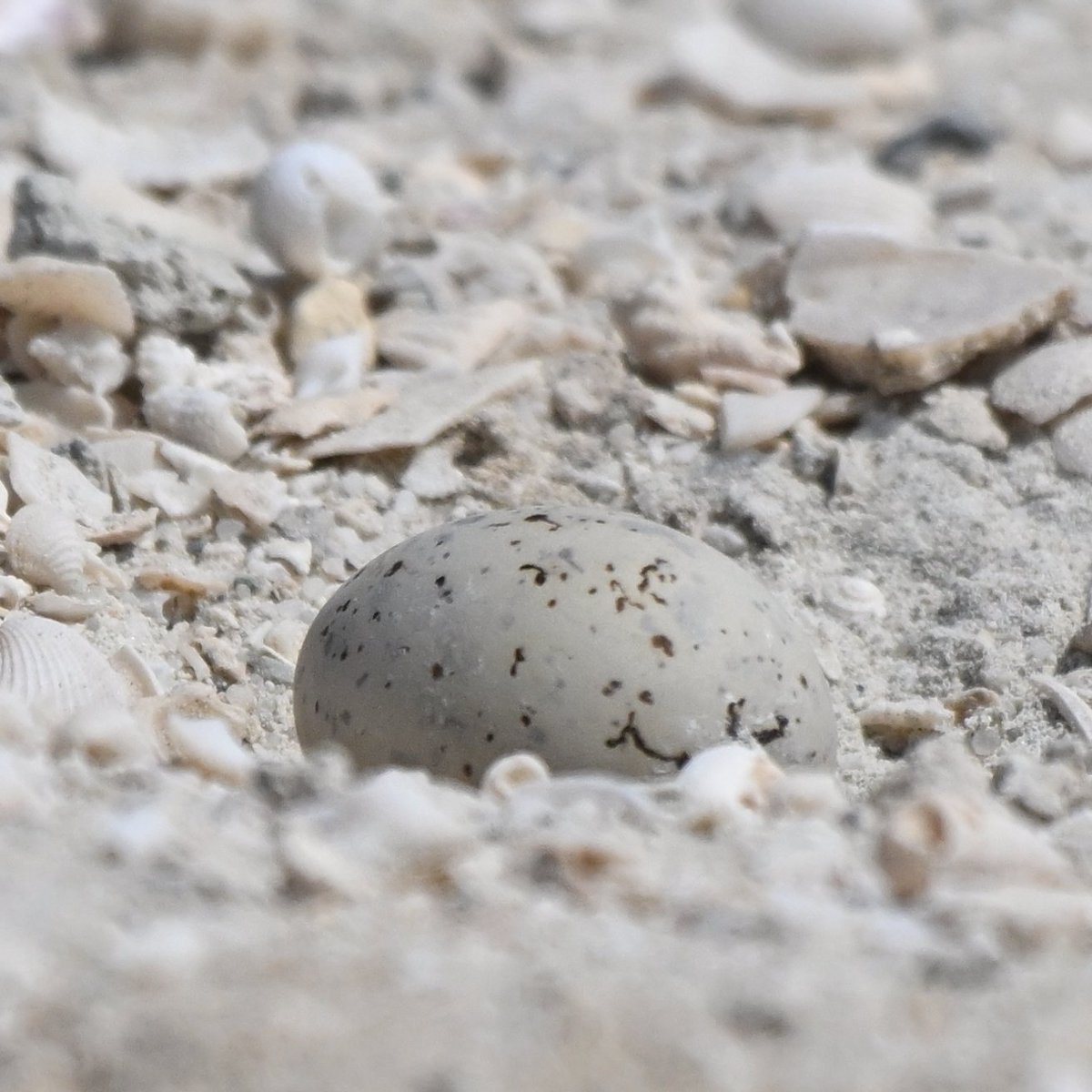 #Bahrain A few Little Terns among the waders at a roost today near Karanah. In the same general area, 3 pairs of breeding Saunders's Terns were also logged, one pair already sitting an egg, except another. Plus, pair of Kentish Plover with 2 tiny newly hatched very mobile chicks.