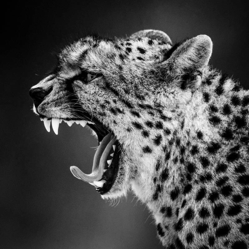Give me a smile - leopard, cheetah & lioness by Laurent Baheux - Tanzania 2015 laurentbaheux.com Réapprendre à cohabiter avec les prédateurs, à côté de chez soi ou partout sur la planète, à partager le territoire et vivre en harmonie avec l’ensemble du monde animal