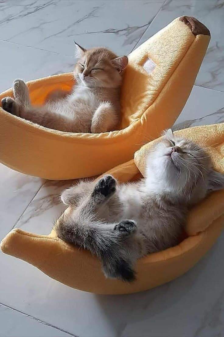 Enjoy a happy and relaxing weekend 🤍😺😼😻
#CatsAreFamily #CatsOfX #CatsOnTwitter #CatsOnX #CatsofTwittter #CatsLover