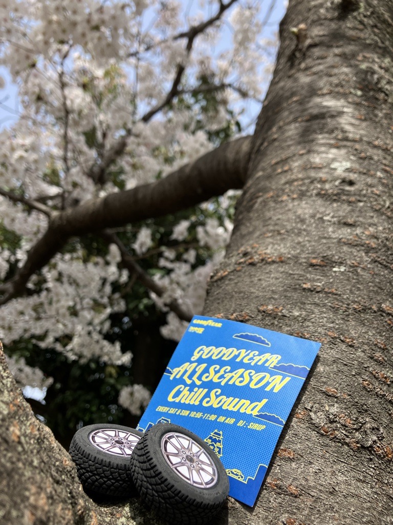 この後、10時55分からは‼️  
#SIRUP さんがDJをつとめる💿
GOODYEAR ALLSEASON Chill Sound
第84回の放送です💙
近くの公園の桜をぱちり📸
皆さんは桜みましたか❓❓
#Goodyear #FM大阪 #お花見