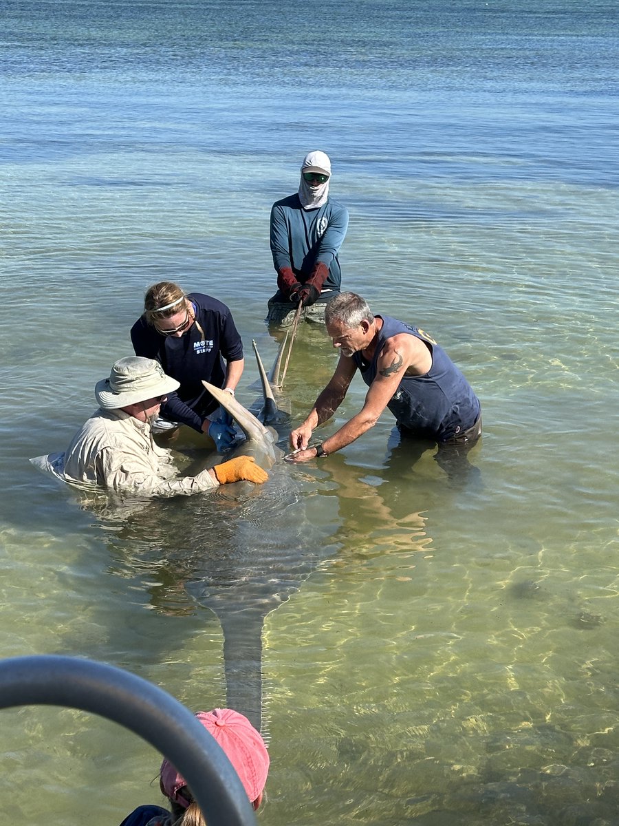 An endangered smalltooth sawfish is recovering today after being rescued from the Keys (Cudjoe Key) and transported to @MoteMarineLab's facility by our staff and partners. Learn more: bit.ly/3UhqEHb & bit.ly/4bacBc7