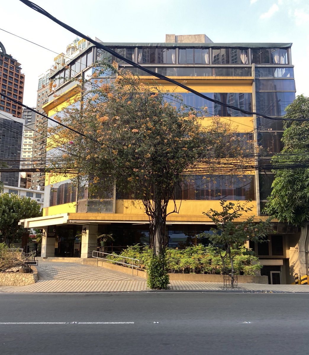 solaceria's tweet image. 🌳🍊🌬️