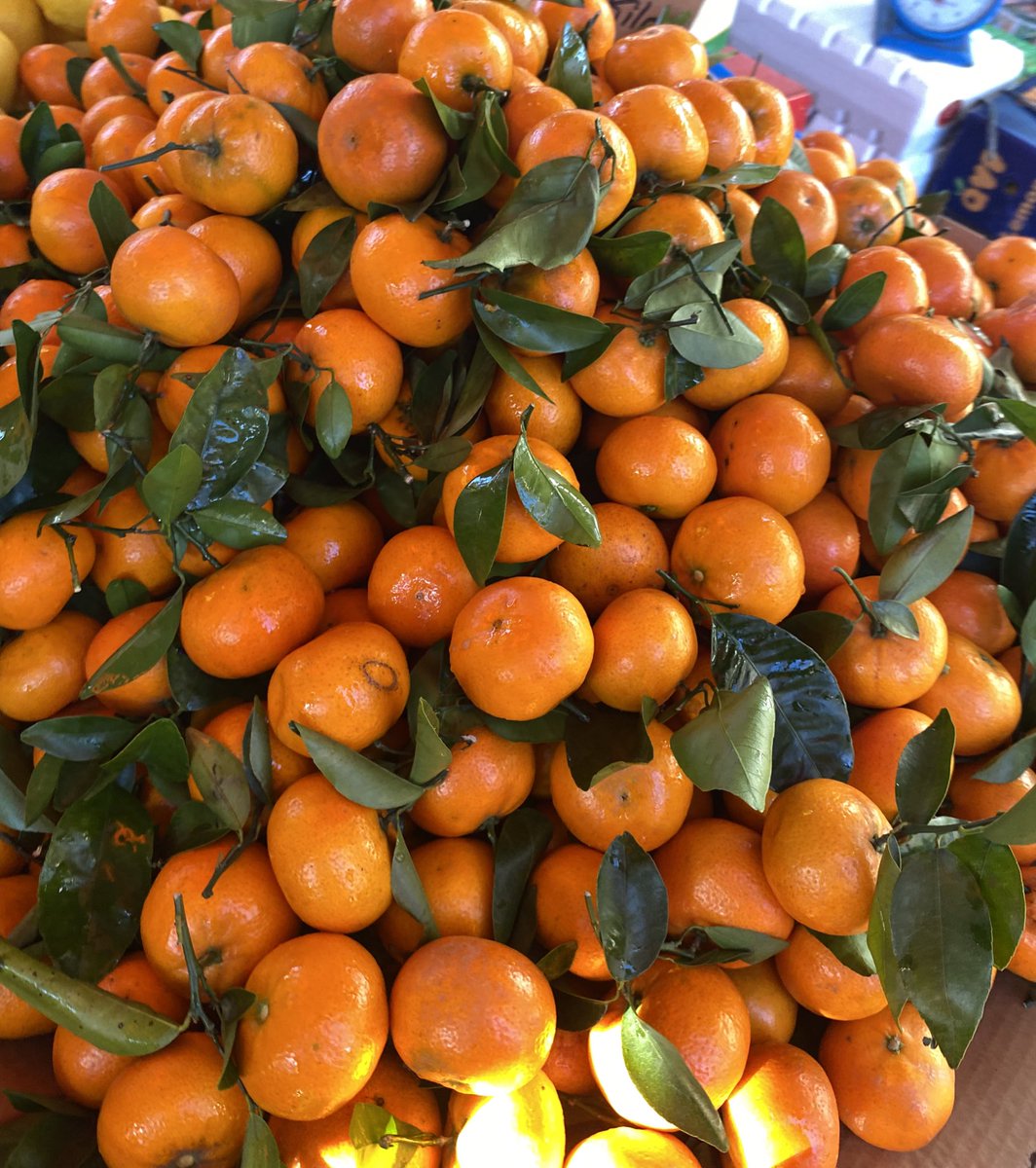 solaceria's tweet image. 🌳🍊🌬️