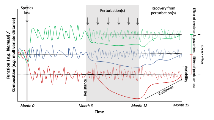donohueian's tweet photo. Species contribute to the stability of ecosystems in different ways under multiple stressors

Fantastic to see this paper led by @Lydiaa_Jane @nessocon and @Abby_R_Gilson out (open access)!

https://t.co/2Lys0OGTFU https://t.co/eGVxi8WlkY