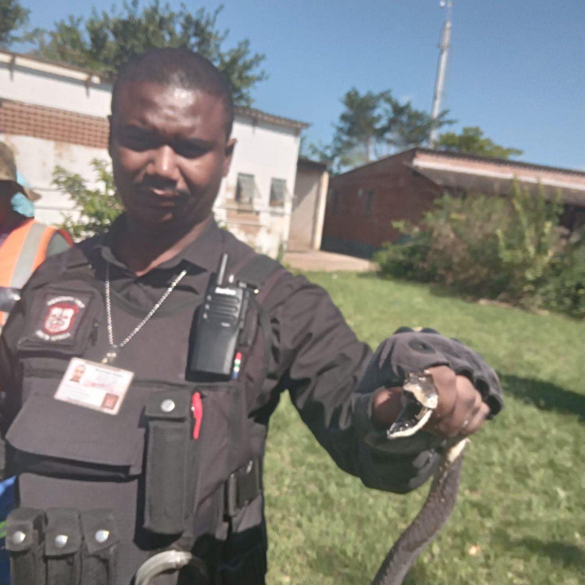 Two meter black mamba captured in Buffelsdraai  buff.ly/3JePVeE

#ArriveAlive #Snake #BlackMamba @ReactionUnitSA