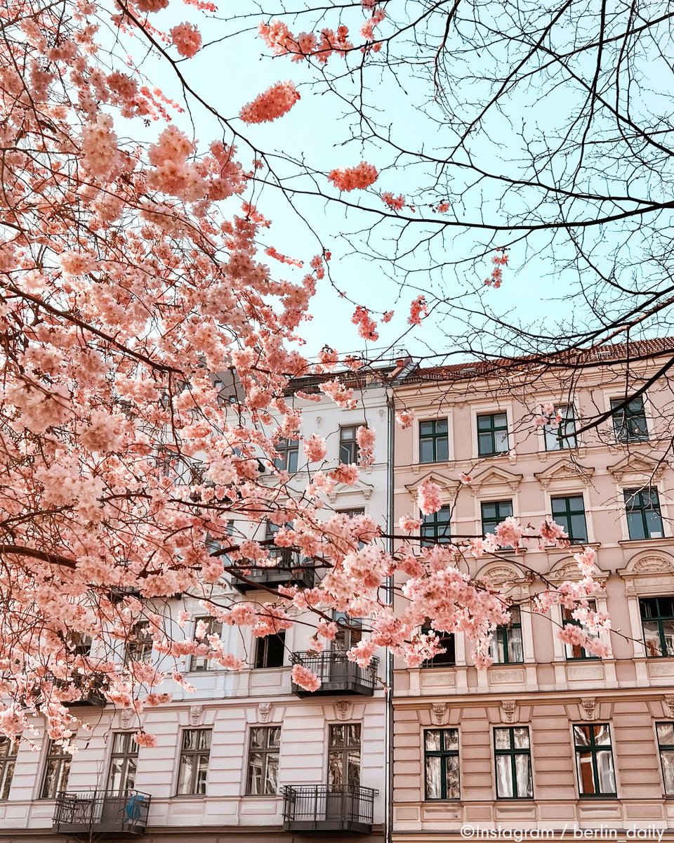 #Berlin is all pretty in pink 🌸 ✨💗 

#visitberlin #berlinblossom