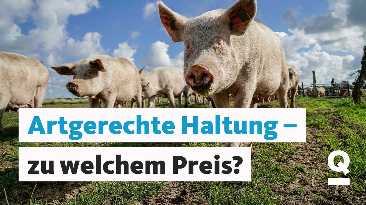 🥩 Sollte Fleisch teurer werden? quarks.de/umwelt/landwir…