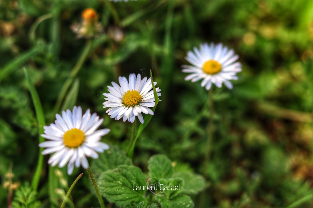 Douceur printanière 📷 #printemps #flower