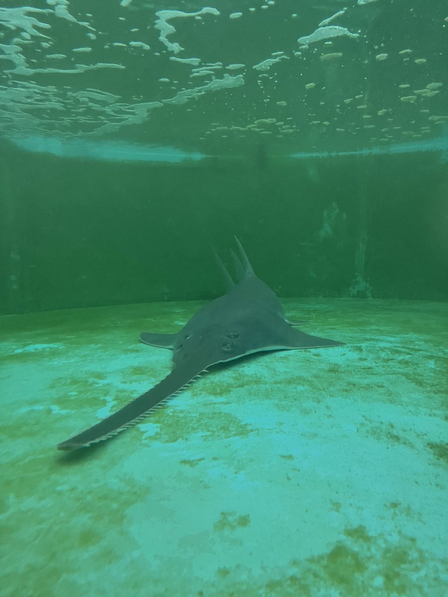 Report all sawfish sightings to 1-844-4SAWFISH (1-844-472-9347) or via email at Sawfish@MyFWC.com Photos by Mote Marine.