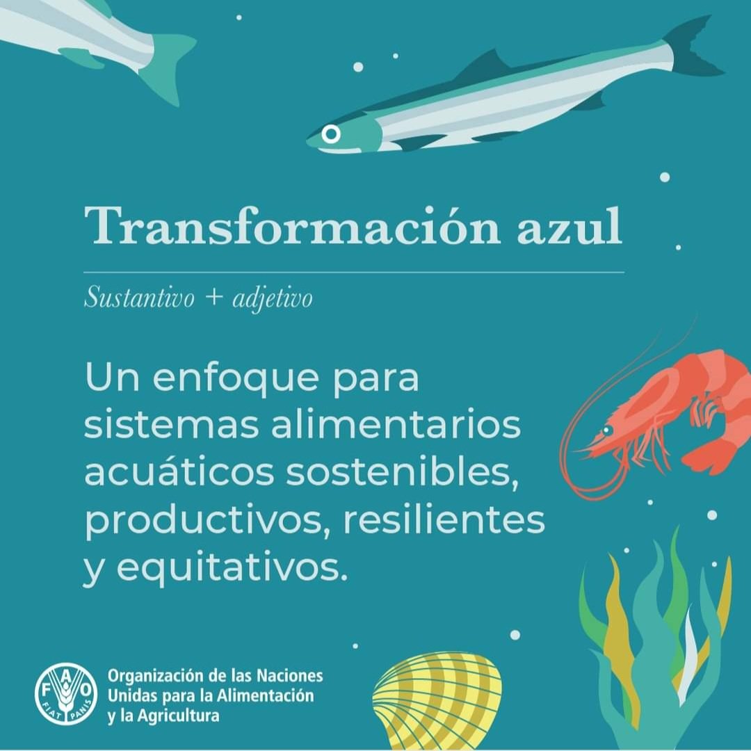 Necesitamos sistemas acuáticos sostenibles  para alimentar a una población mundial en aumento mientras cuidamos nuestros océanos.
🧐 Descubre cómo podemos lograr la #TransformaciónAzul👉bit.ly/3G8Lb8N

#OceanDecade