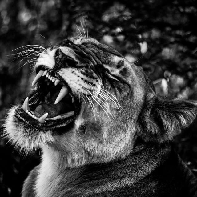 Give me a smile - leopard, cheetah & lioness by Laurent Baheux - Tanzania 2015 laurentbaheux.com Réapprendre à cohabiter avec les prédateurs, à côté de chez soi ou partout sur la planète, à partager le territoire et vivre en harmonie avec l’ensemble du monde animal