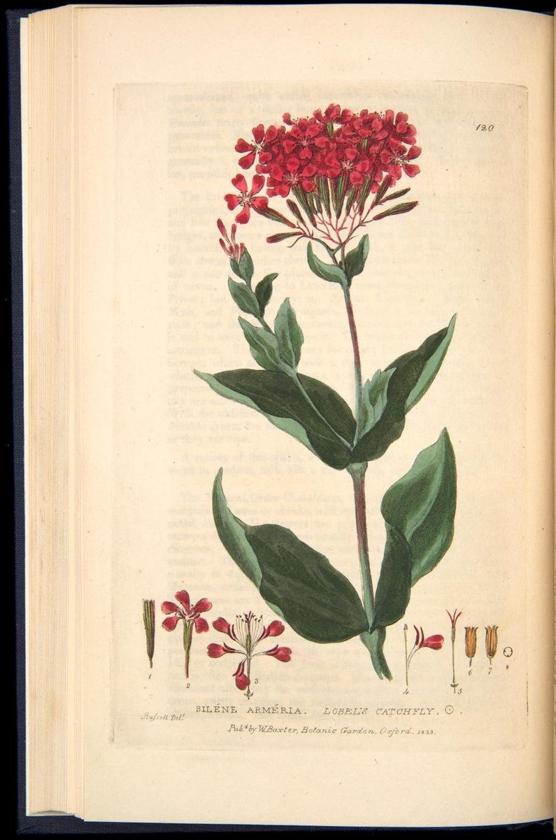 Today’s pairing of @UofOklahoma events and #OULibraries #RareBooks: Announcement for OU Botany Club Plant Sale & illustration from Baxter’s British Phaenogamous Botany (#HistSci Collections
@OU_Libraries repository.ou.edu/uuid/f1257a76-…) #SciArt #FloraFriday