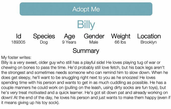 🐕 #Dogoftheday BILLY 9yrs #BACC Our darling Boy is bck at the shelter 😔 he's the sweetest friendliest pup please read his notes he's an all round Good boy !Nycacc.app #189305 Dm @CathyPolicky @SuzanneSugar #Adoptme #FostersSaveLives 🐾💞
