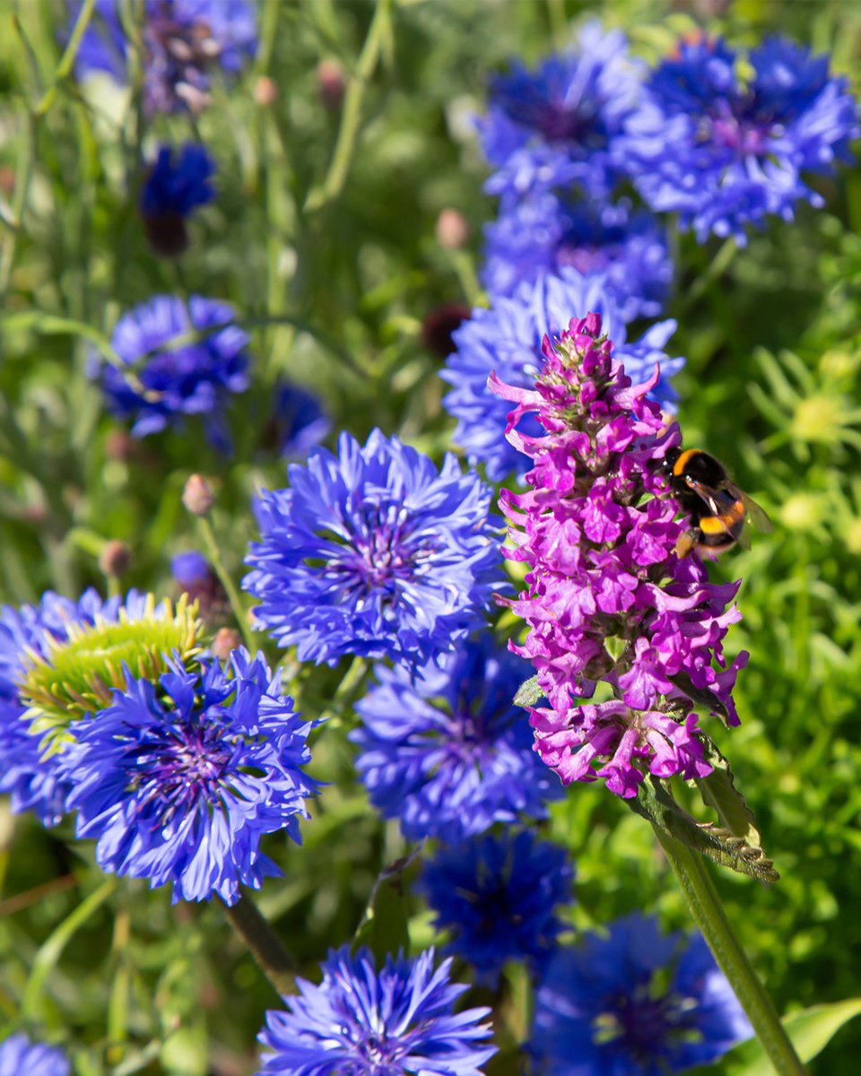 🌞🌼 Embrace the sunshine and dance with the honey bees! 🐝✨ Wishing you a blooming Happy Friday filled with vibrant garden flower vibes! 🌸💫 #HappyFriday #SunshineVibes #GardenFlowers #bumblebee #ThePhotoHour