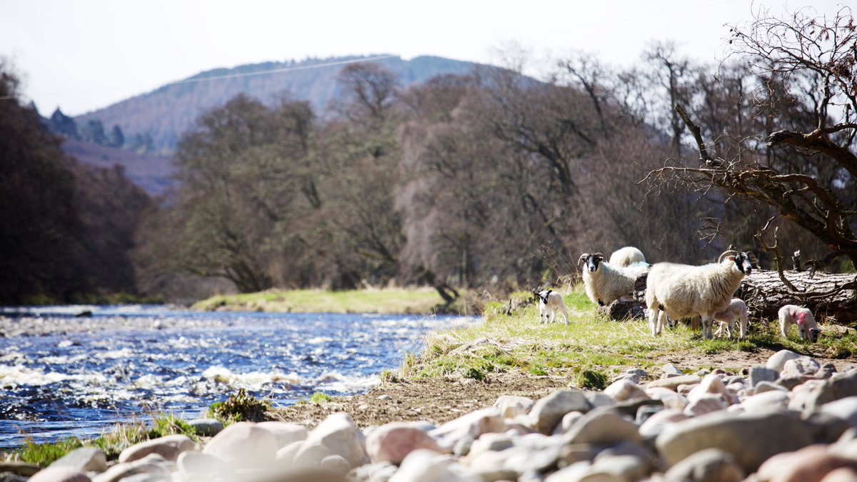 In our latest Park Talk, Park Authority Deputy Convener Eleanor Mackintosh explores how we can support the National Park’s farming community and help to keep livestock safe this spring. Read it now at cairngorms.co.uk/park-talk-keep… 📸 Rupert Shanks