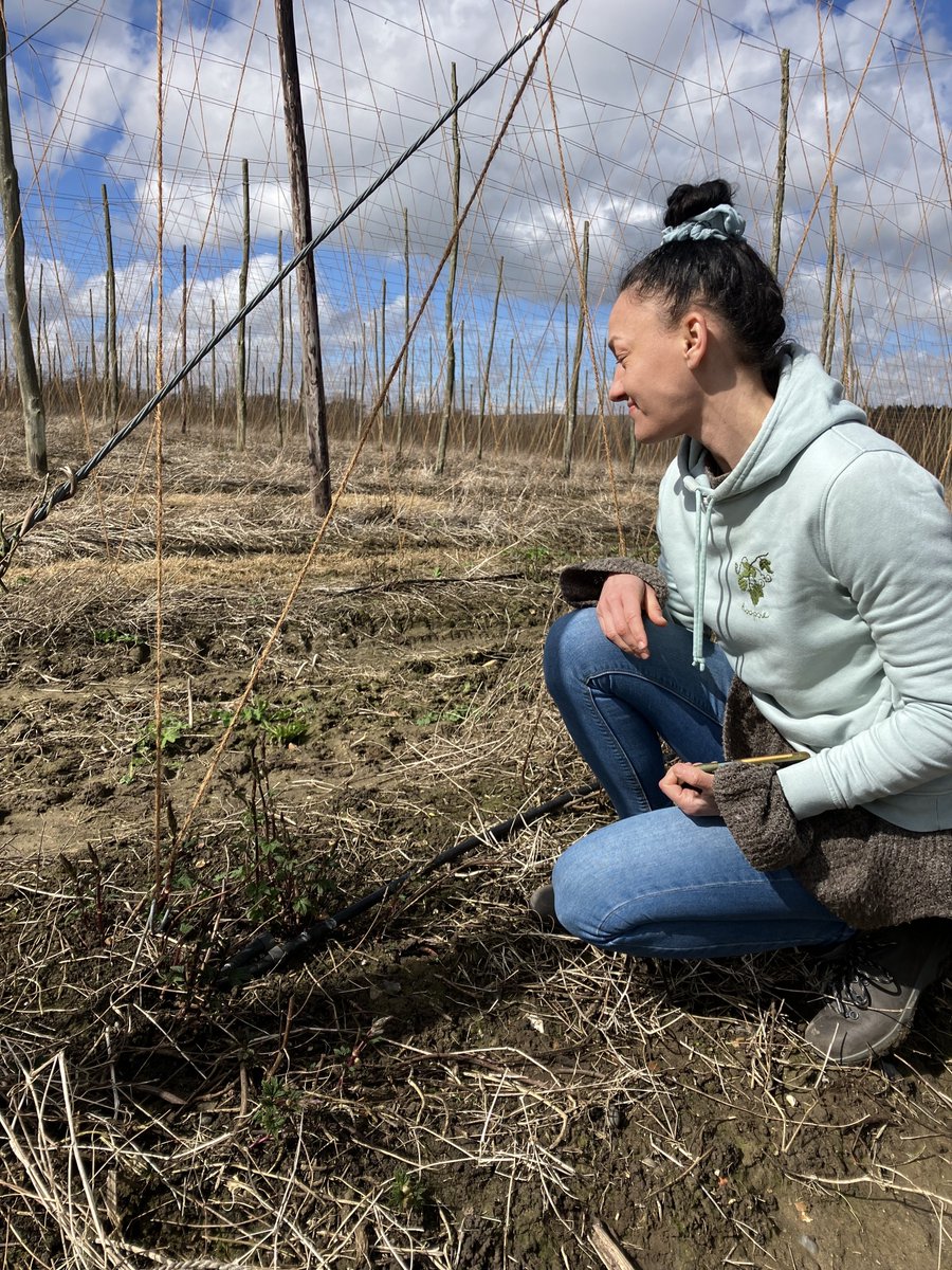 Helen Cockerton (@melonamaranth) on Twitter photo We are looking for a research technician to help @KHajdu32620 improve UK hops <a href="/biokent/">School of Biosciences, University of Kent</a>, please RT
jobs.kent.ac.uk/vacancy.aspx?r… We are looking for a research technician to help @KHajdu32620 improve UK hops <a href="/biokent/">School of Biosciences, University of Kent</a>, please RT
jobs.kent.ac.uk/vacancy.aspx?r…